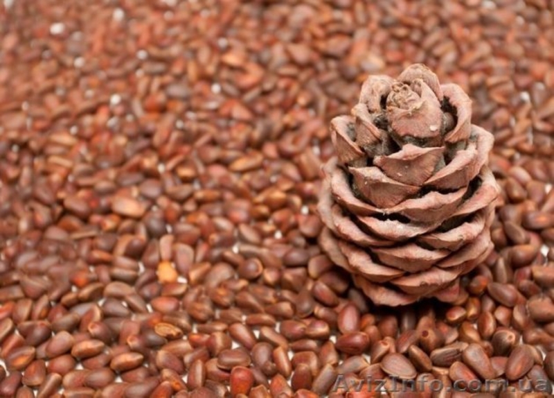 Орех кедровый, сибирский, неочищенный (2019) - <ro>Изображение</ro><ru>Изображение</ru> #3, <ru>Объявление</ru> #1601606