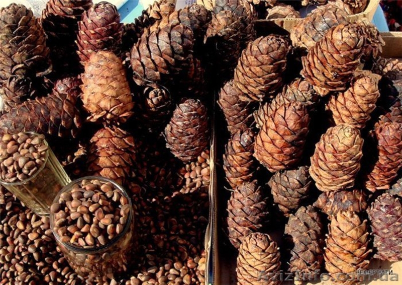 Орех кедровый, сибирский, неочищенный (2019) - <ro>Изображение</ro><ru>Изображение</ru> #4, <ru>Объявление</ru> #1601606