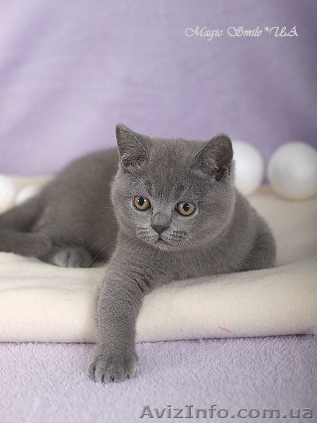Котенок британской короткошерстной породы, мальчик, окрас голубой - <ro>Изображение</ro><ru>Изображение</ru> #3, <ru>Объявление</ru> #1600922