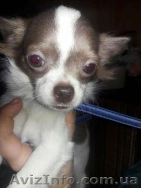 Продам сучку чихуахуа - <ro>Изображение</ro><ru>Изображение</ru> #3, <ru>Объявление</ru> #1601760