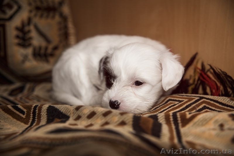 Щенки Китайской Хохлатой (Пуховые) - <ro>Изображение</ro><ru>Изображение</ru> #3, <ru>Объявление</ru> #1607160