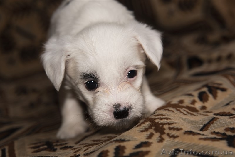 Щенки Китайской Хохлатой (Пуховые) - <ro>Изображение</ro><ru>Изображение</ru> #4, <ru>Объявление</ru> #1607160