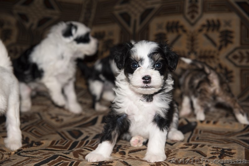 Щенки Китайской Хохлатой (Пуховые) - <ro>Изображение</ro><ru>Изображение</ru> #5, <ru>Объявление</ru> #1607160