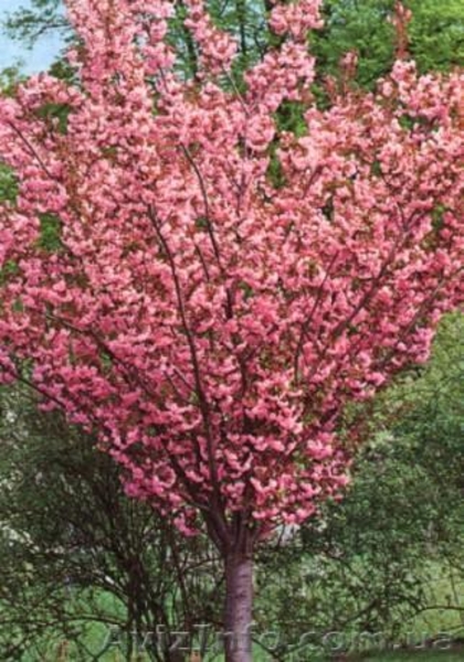 Сакура для ландшафтного дизайна - <ro>Изображение</ro><ru>Изображение</ru> #3, <ru>Объявление</ru> #1613198