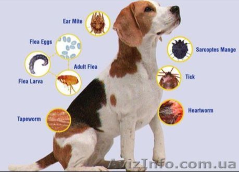 Уничтожение клеща!!! - <ro>Изображение</ro><ru>Изображение</ru> #6, <ru>Объявление</ru> #541175