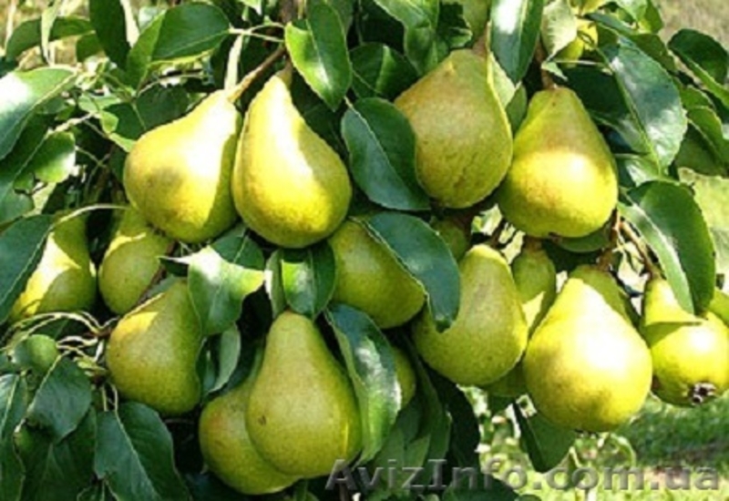 Садовый центр «Солнце сад» предлагает оптом следующие сорта саженцев - <ro>Изображение</ro><ru>Изображение</ru> #2, <ru>Объявление</ru> #1611698