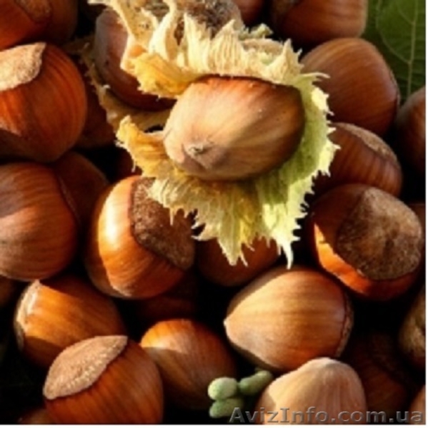 «Солнце сад» - Садовый центр предлагает оптом следующие сорта саженцев - <ro>Изображение</ro><ru>Изображение</ru> #1, <ru>Объявление</ru> #1611751