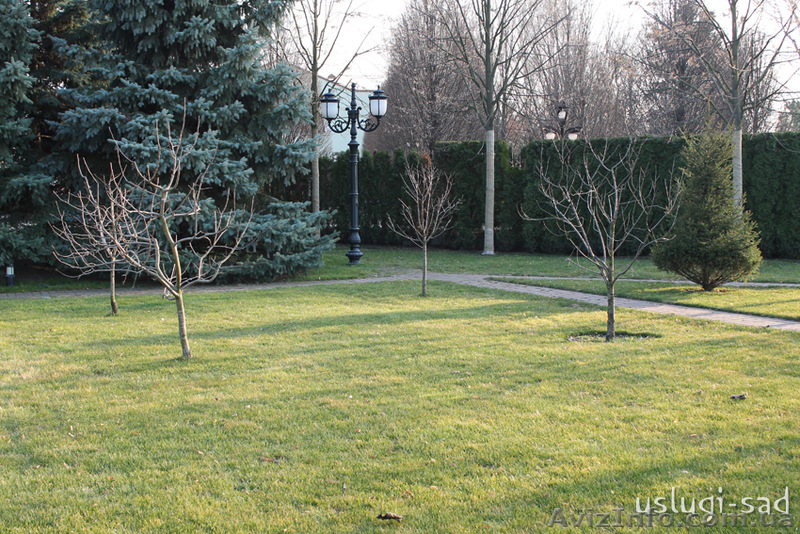 Обрезка плодовых деревьев, обрезка и обработка сада - <ro>Изображение</ro><ru>Изображение</ru> #5, <ru>Объявление</ru> #855790