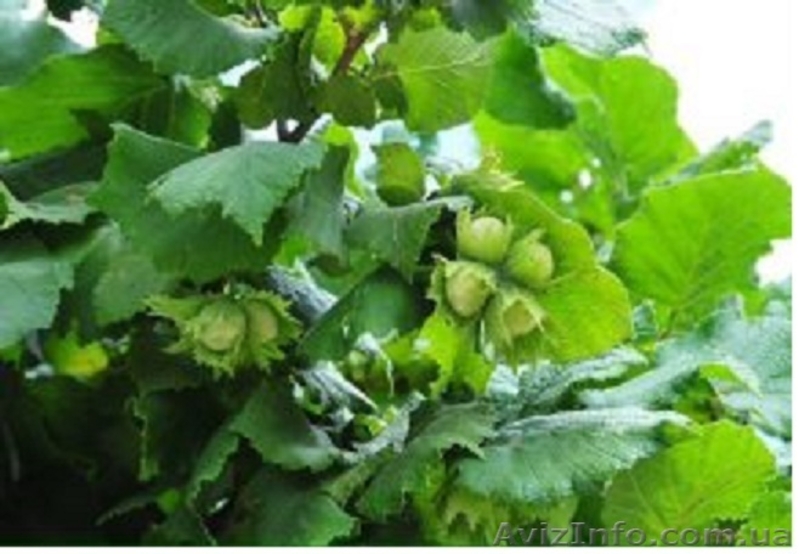 «Солнце сад» - Садовый центр предлагает оптом следующие сорта саженцев - <ro>Изображение</ro><ru>Изображение</ru> #3, <ru>Объявление</ru> #1611751