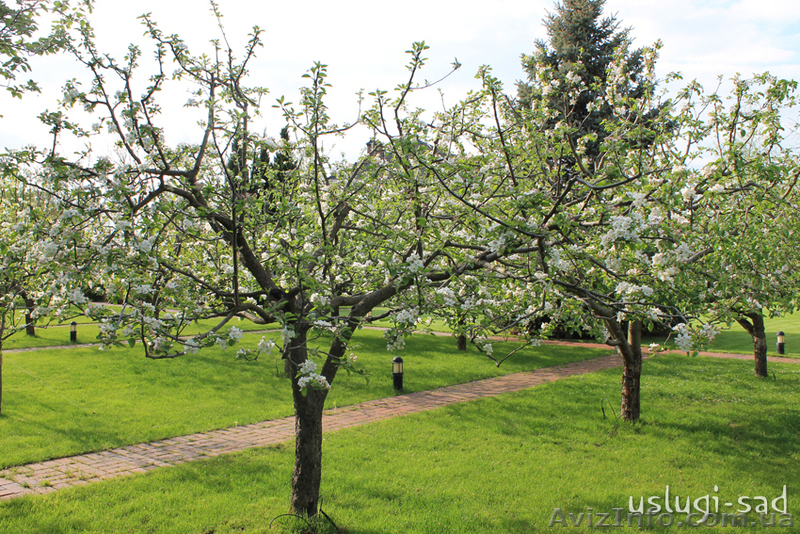 Обрезка плодовых деревьев, обрезка и обработка сада - <ro>Изображение</ro><ru>Изображение</ru> #6, <ru>Объявление</ru> #855790