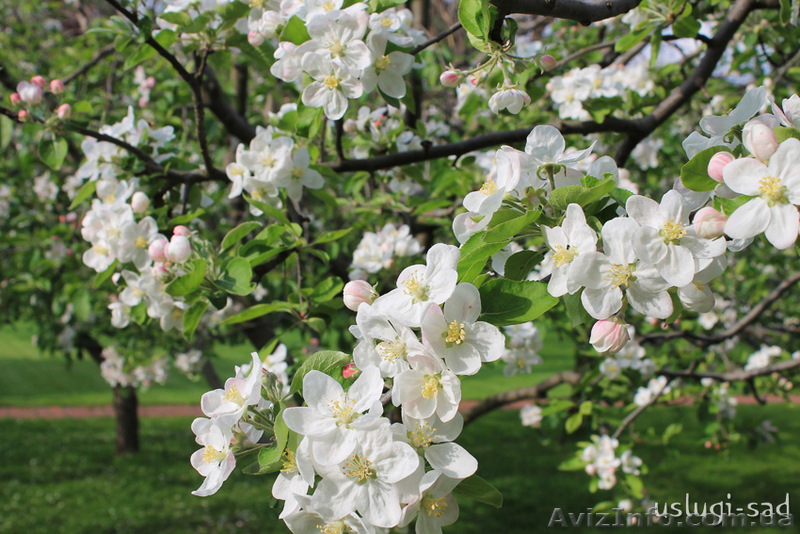 Обработка сада. Химическое опрыскивание деревьев Киев и область - <ro>Изображение</ro><ru>Изображение</ru> #3, <ru>Объявление</ru> #855791