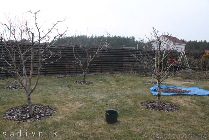 Обрезка деревьев  и кустарников. Обрезка плодовых деревьев - <ro>Изображение</ro><ru>Изображение</ru> #5, <ru>Объявление</ru> #544422