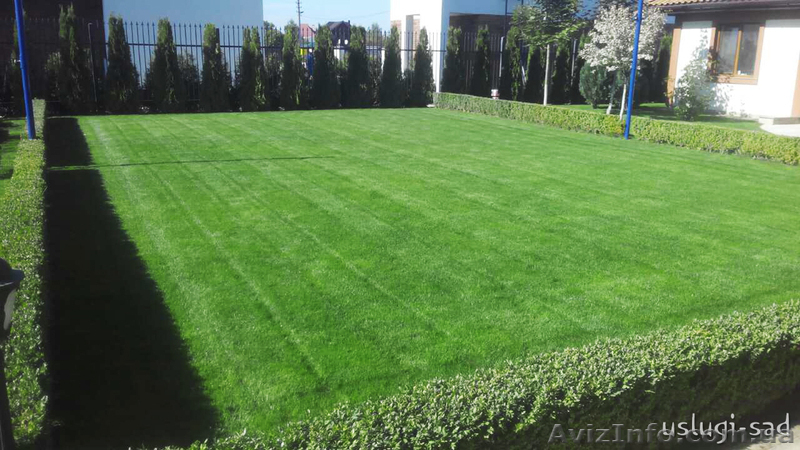 Устройство газона, рулонный газон. Уход за газоном - <ro>Изображение</ro><ru>Изображение</ru> #5, <ru>Объявление</ru> #1047680
