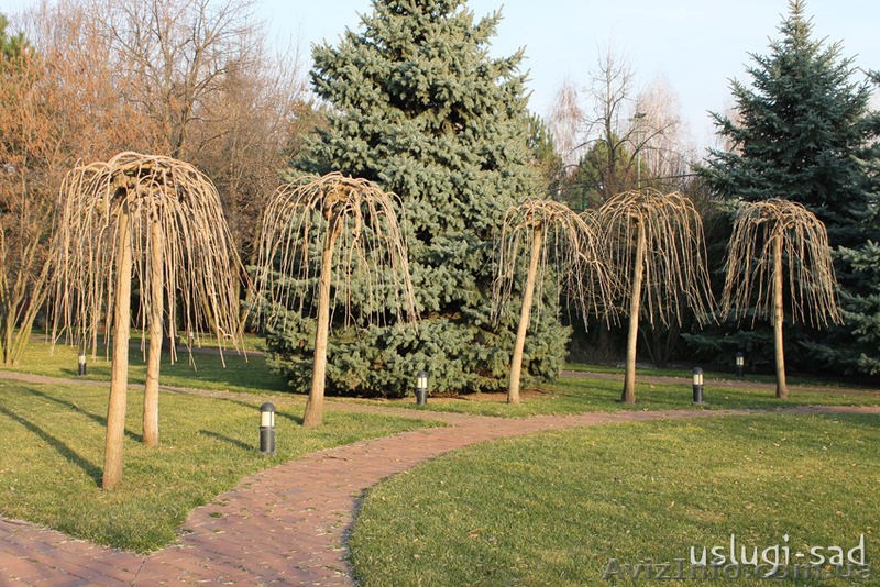 Обрезка плодовых деревьев, обрезка и обработка сада - <ro>Изображение</ro><ru>Изображение</ru> #7, <ru>Объявление</ru> #855790