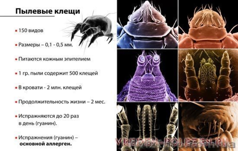 Уничтожение клеща!!! - <ro>Изображение</ro><ru>Изображение</ru> #3, <ru>Объявление</ru> #541175