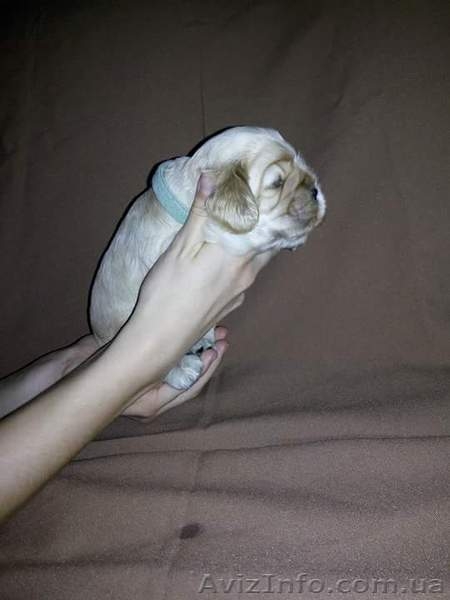 Американский кокер спаниель. Щенки. - <ro>Изображение</ro><ru>Изображение</ru> #3, <ru>Объявление</ru> #739651