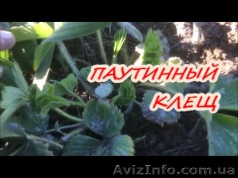 Уничтожение клеща!!! - <ro>Изображение</ro><ru>Изображение</ru> #4, <ru>Объявление</ru> #541175