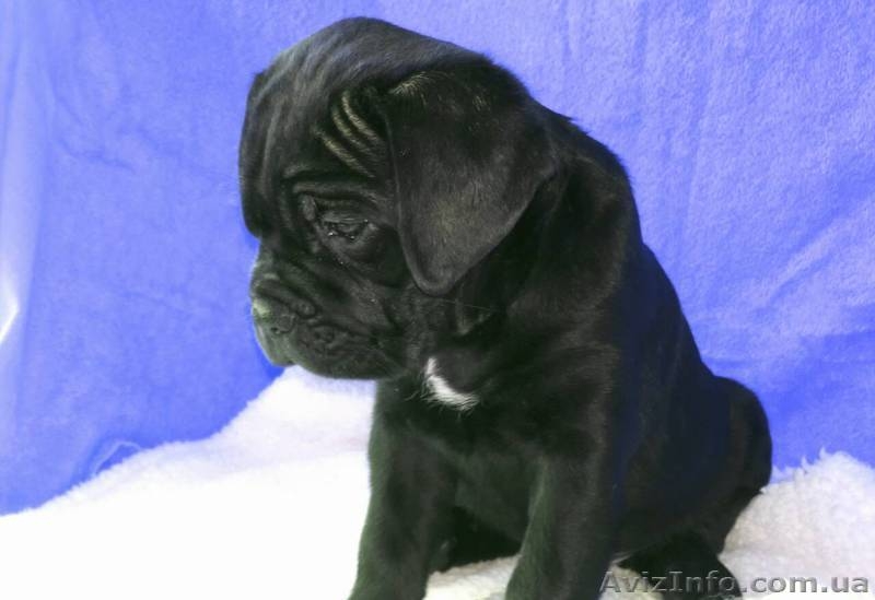 Кане корсо. Высоко-породные щенки. - <ro>Изображение</ro><ru>Изображение</ru> #2, <ru>Объявление</ru> #135901