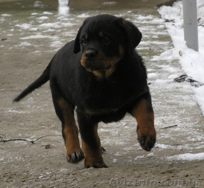 Ротвейлер. Высоко-породные щенки. - <ro>Изображение</ro><ru>Изображение</ru> #3, <ru>Объявление</ru> #528784
