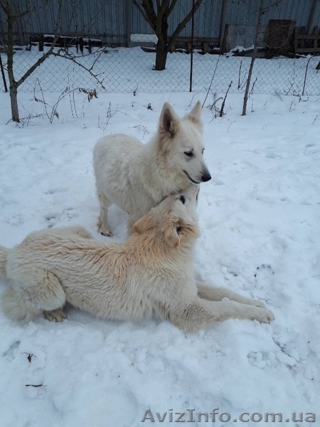 БШО белоснежные элитные щенки, 2 мес. Белой Швейцарской овчарки - <ro>Изображение</ro><ru>Изображение</ru> #3, <ru>Объявление</ru> #1611930