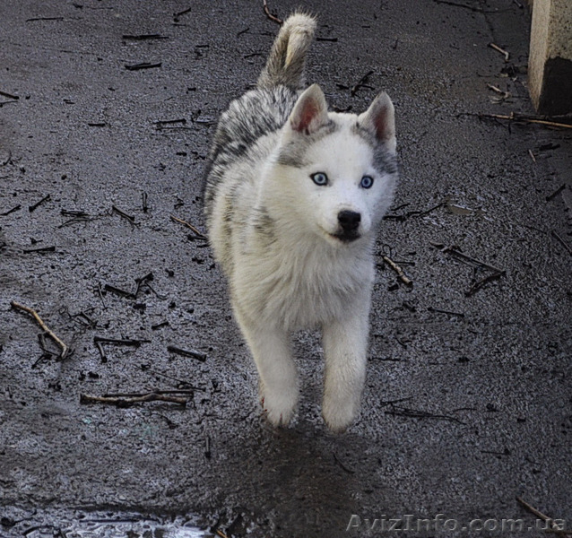 Сибирский хаски, щенки КСУ. - <ro>Изображение</ro><ru>Изображение</ru> #7, <ru>Объявление</ru> #1598425