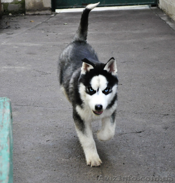 Сибирский хаски, щенки КСУ. - <ro>Изображение</ro><ru>Изображение</ru> #5, <ru>Объявление</ru> #1598425