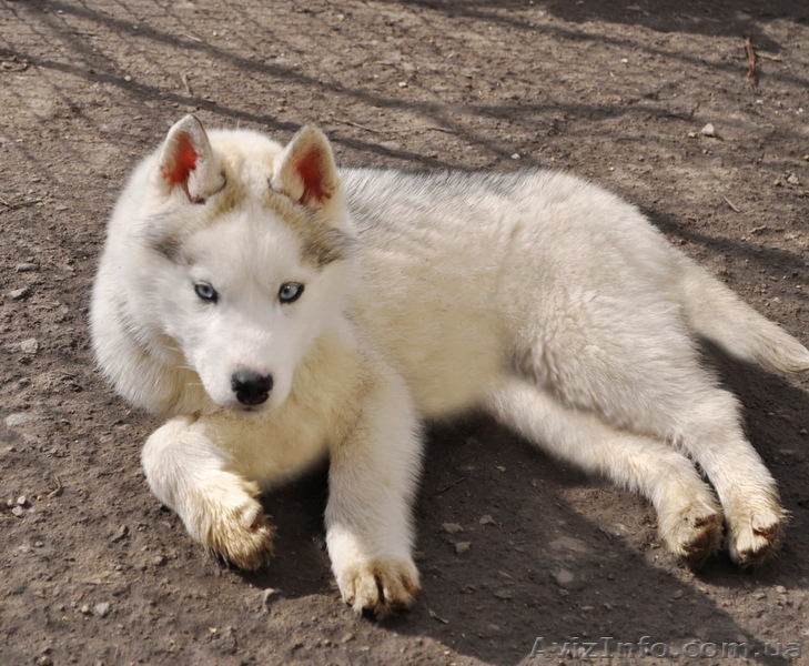 Сибирский хаски, щенки КСУ. - <ro>Изображение</ro><ru>Изображение</ru> #2, <ru>Объявление</ru> #1598425