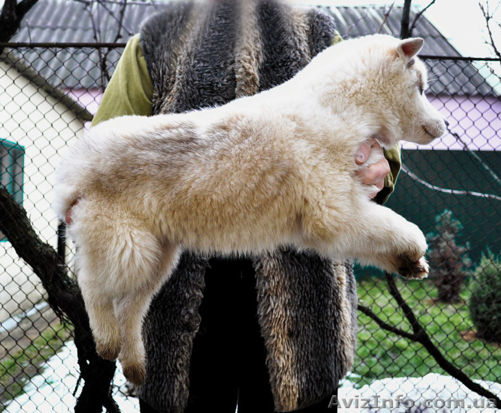 Сибирский хаски, щенки КСУ. - <ro>Изображение</ro><ru>Изображение</ru> #9, <ru>Объявление</ru> #1598425