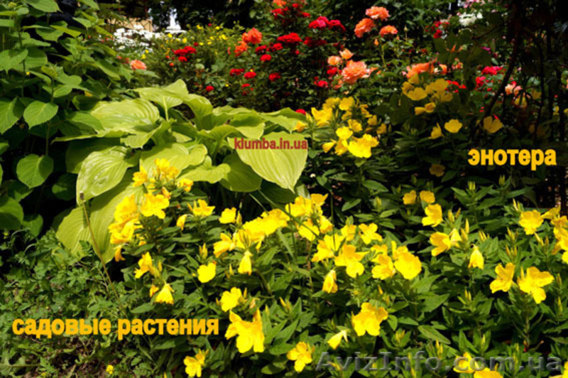 обработка сада деревьев растений. Услуги садовника - <ro>Изображение</ro><ru>Изображение</ru> #9, <ru>Объявление</ru> #568561