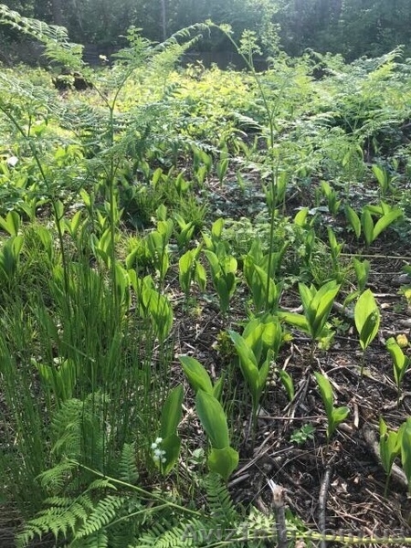 Участок в Киеве, Оболонский район, Шевченко площадь, Петровский переулок - <ro>Изображение</ro><ru>Изображение</ru> #1, <ru>Объявление</ru> #1623077