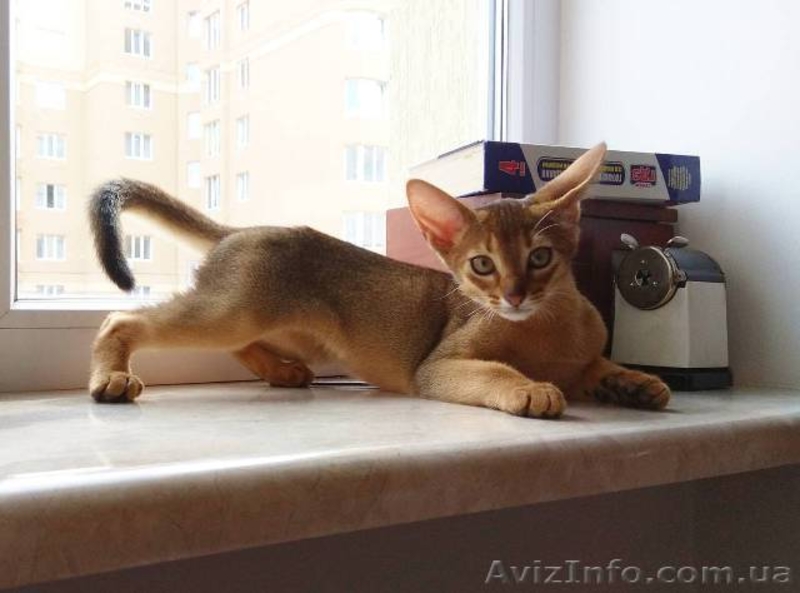 Роскошные абиссинские малыши из питомника  - <ro>Изображение</ro><ru>Изображение</ru> #3, <ru>Объявление</ru> #788386