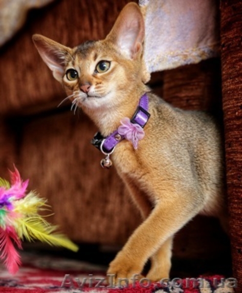 Роскошные абиссинские малыши из питомника  - <ro>Изображение</ro><ru>Изображение</ru> #5, <ru>Объявление</ru> #788386