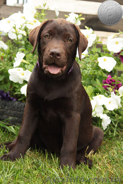 Породный щенок лабрадора. Питомник - <ro>Изображение</ro><ru>Изображение</ru> #1, <ru>Объявление</ru> #1626770