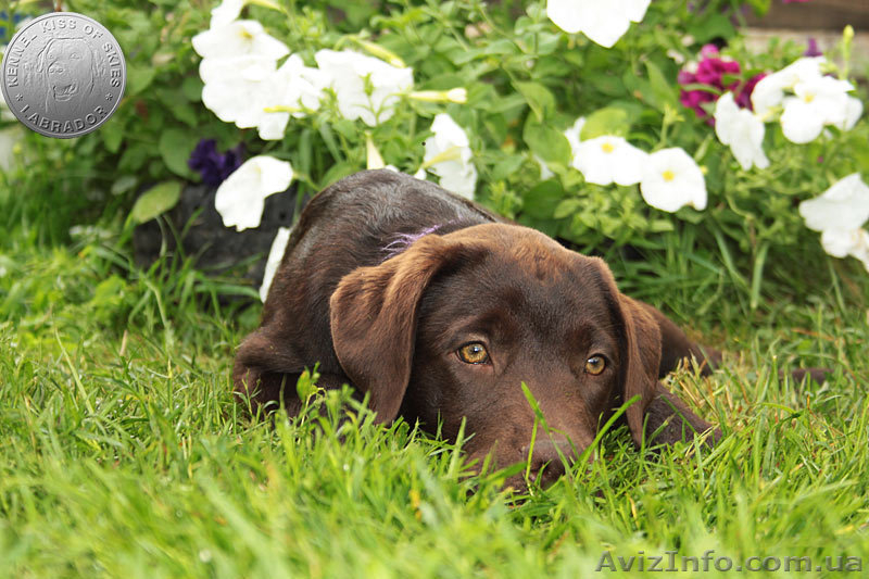 Породный щенок лабрадора. Питомник - <ro>Изображение</ro><ru>Изображение</ru> #4, <ru>Объявление</ru> #1626770