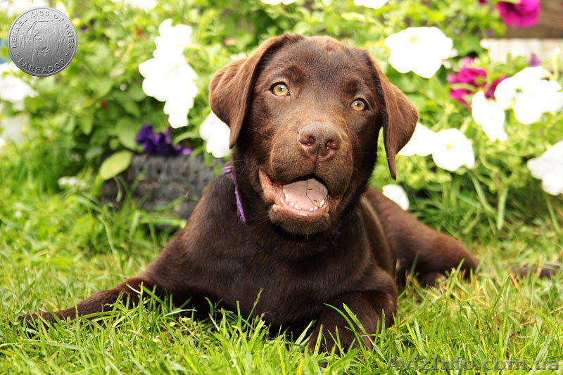 Породный щенок лабрадора. Питомник - <ro>Изображение</ro><ru>Изображение</ru> #3, <ru>Объявление</ru> #1626770