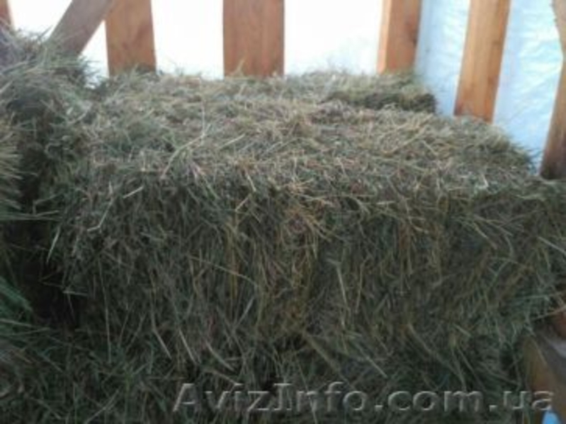 Продам сіно лугове у квадратних тюках  - <ro>Изображение</ro><ru>Изображение</ru> #2, <ru>Объявление</ru> #1627163