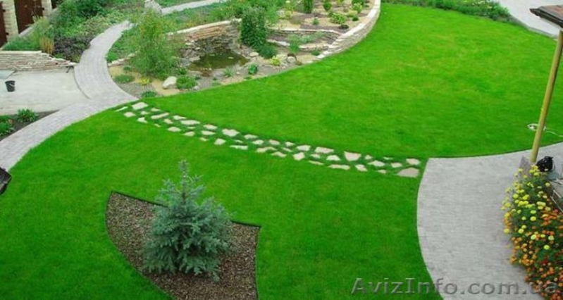 Продам семена газонной травы DLF Trifolium по оптовым ценам - <ro>Изображение</ro><ru>Изображение</ru> #5, <ru>Объявление</ru> #1628380