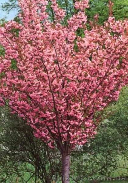 Сакура для ландшафтного дизайна (разные сорта) - <ro>Изображение</ro><ru>Изображение</ru> #3, <ru>Объявление</ru> #1632622