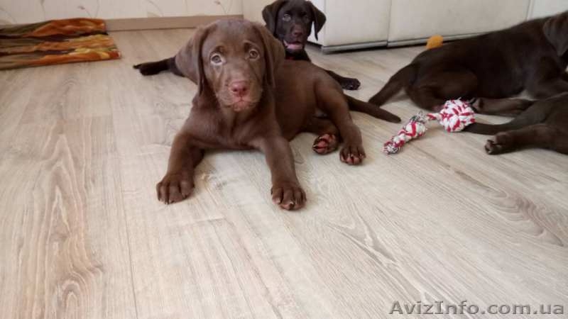 Щенки Лабрадора недорого (шоколадный окрас) - <ro>Изображение</ro><ru>Изображение</ru> #3, <ru>Объявление</ru> #1635075