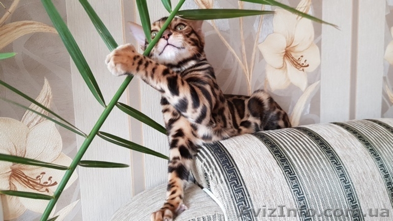 Бенгальские котята для души и в разведение. - <ro>Изображение</ro><ru>Изображение</ru> #3, <ru>Объявление</ru> #1635791