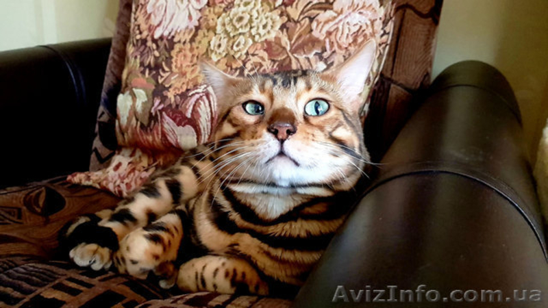 Бенгальские котята для души и в разведение. - <ro>Изображение</ro><ru>Изображение</ru> #4, <ru>Объявление</ru> #1635791