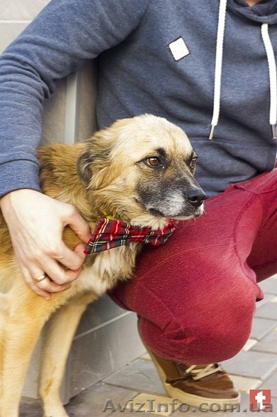 Пес ищет дом и хозяина - <ro>Изображение</ro><ru>Изображение</ru> #3, <ru>Объявление</ru> #1637875