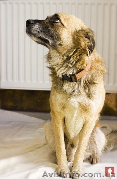 Пес ищет дом и хозяина - <ro>Изображение</ro><ru>Изображение</ru> #4, <ru>Объявление</ru> #1637875