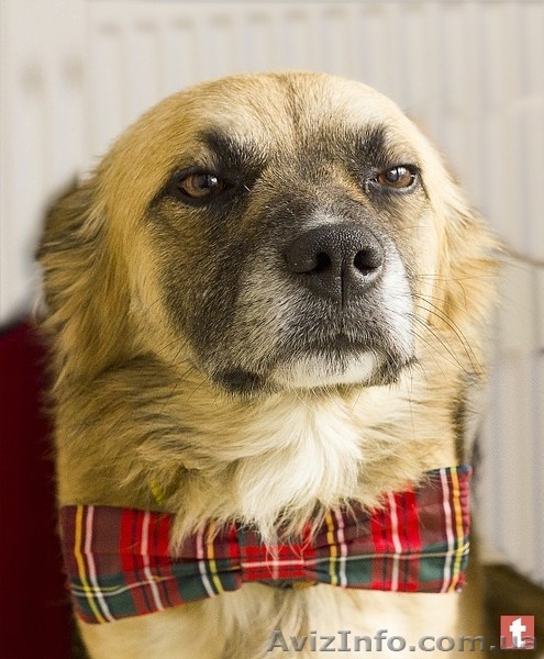 Пес ищет дом и хозяина - <ro>Изображение</ro><ru>Изображение</ru> #5, <ru>Объявление</ru> #1637875