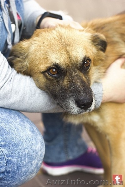 Пес ищет дом и хозяина - <ro>Изображение</ro><ru>Изображение</ru> #6, <ru>Объявление</ru> #1637875