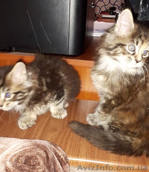 Чистокровные котята Мейн-Куны - <ro>Изображение</ro><ru>Изображение</ru> #5, <ru>Объявление</ru> #1637324