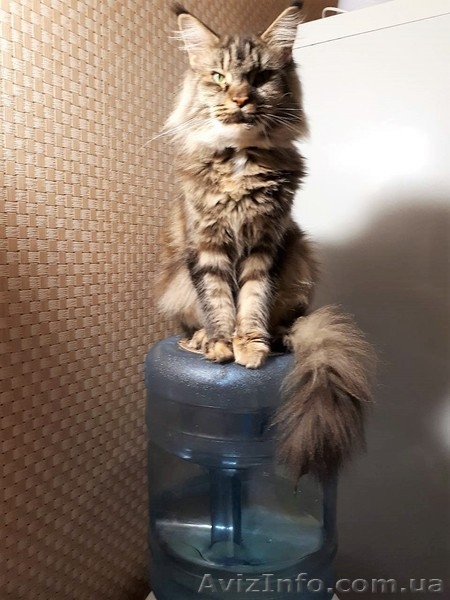 Чистокровные котята Мейн-Куны - <ro>Изображение</ro><ru>Изображение</ru> #3, <ru>Объявление</ru> #1637324