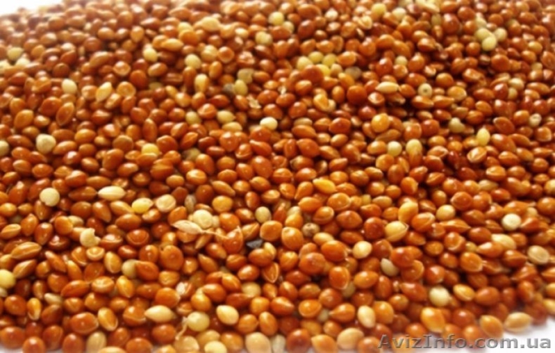 Чумиза –уникальный корм (лакомство) для попугаев, канареек, грызунов. - <ro>Изображение</ro><ru>Изображение</ru> #2, <ru>Объявление</ru> #1641457