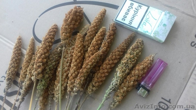 Чумиза –уникальный корм (лакомство) для попугаев, канареек, грызунов. - <ro>Изображение</ro><ru>Изображение</ru> #3, <ru>Объявление</ru> #1641457