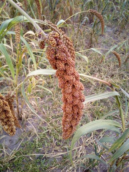 Чумиза –уникальный корм (лакомство) для попугаев, канареек, грызунов. - <ro>Изображение</ro><ru>Изображение</ru> #4, <ru>Объявление</ru> #1641457